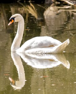Water bird nature animal
