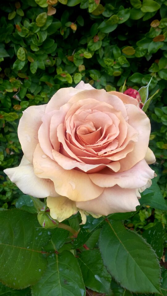 Antique pink nature spring