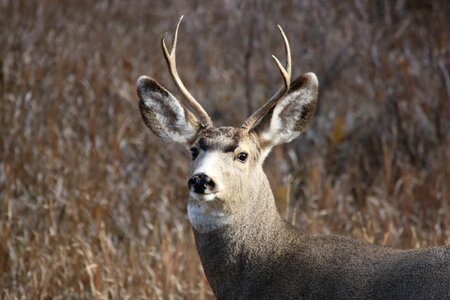 Animal wild mammal