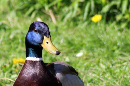 Mallard head males