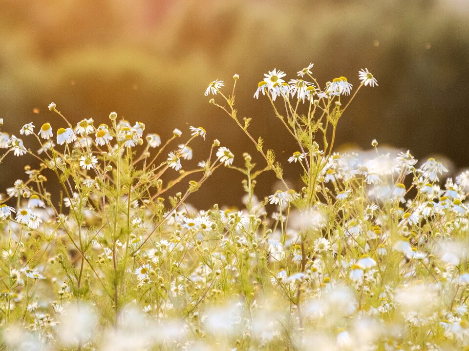 Blossom bloom nature