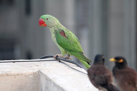Parrot bird indian ringneck