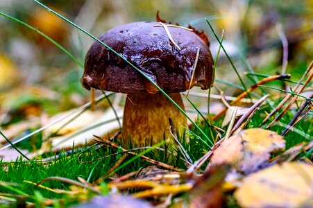 Mushroom autumn forest mushroom photo