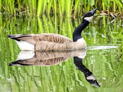 Songbird water bird nature photo