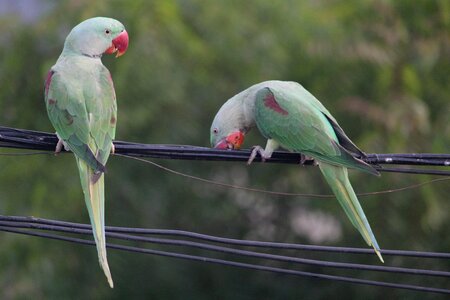 Parakeet indian ringneck two to tango photo