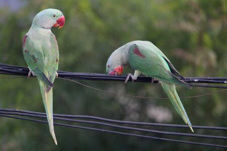 Parakeet indian ringneck two to tango