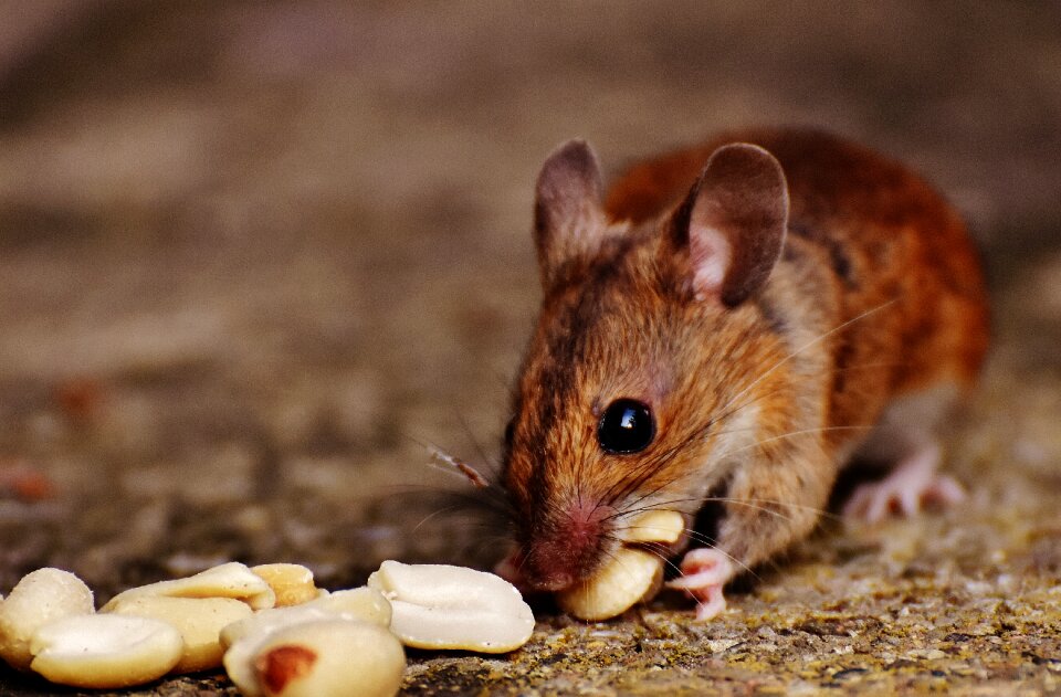 Mammal nager nature
