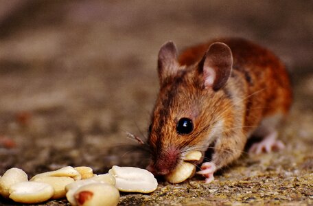 Mammal nager nature