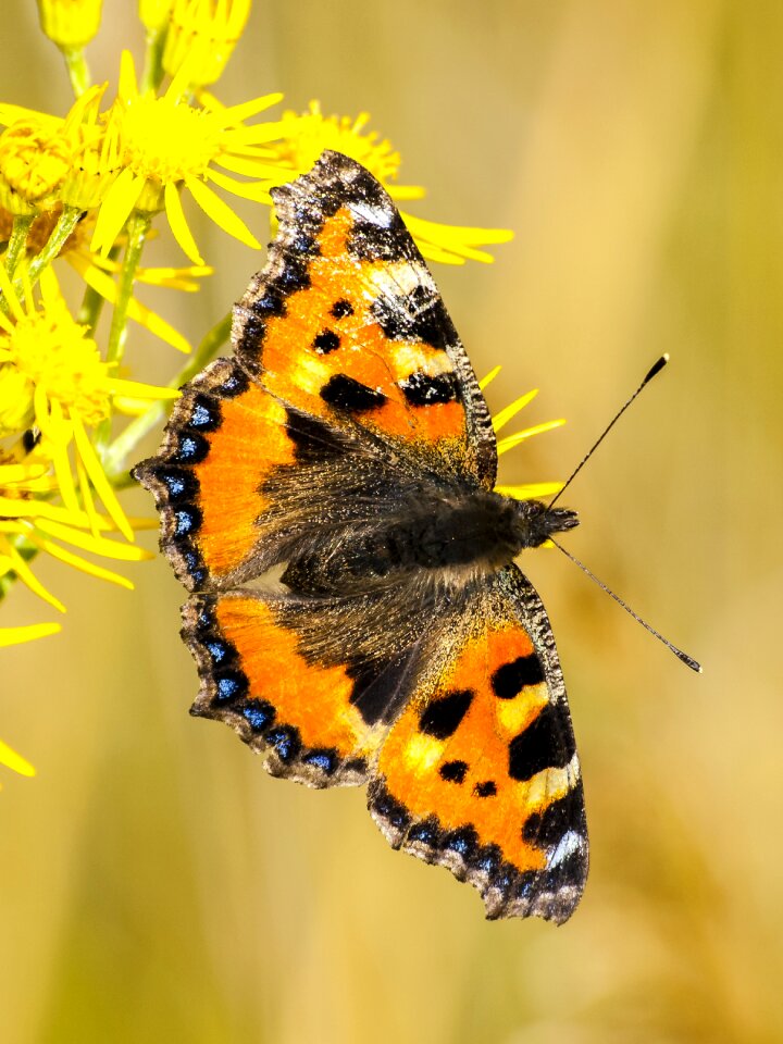 Insect nature animal