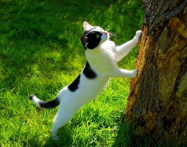 Nature animal spring