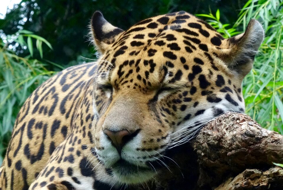 Zoo close up big cat