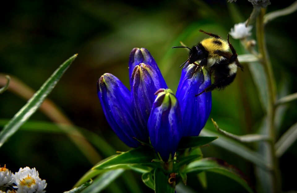 Summer macro nature