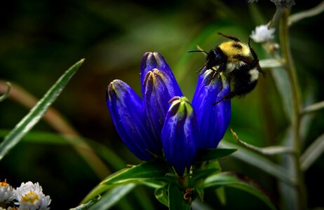 Summer macro nature