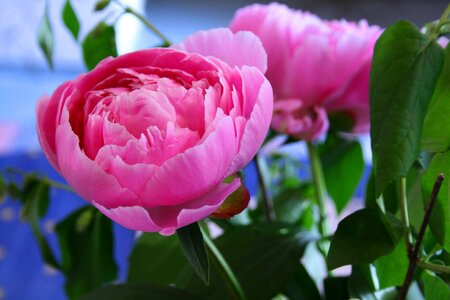 The peony flower summer