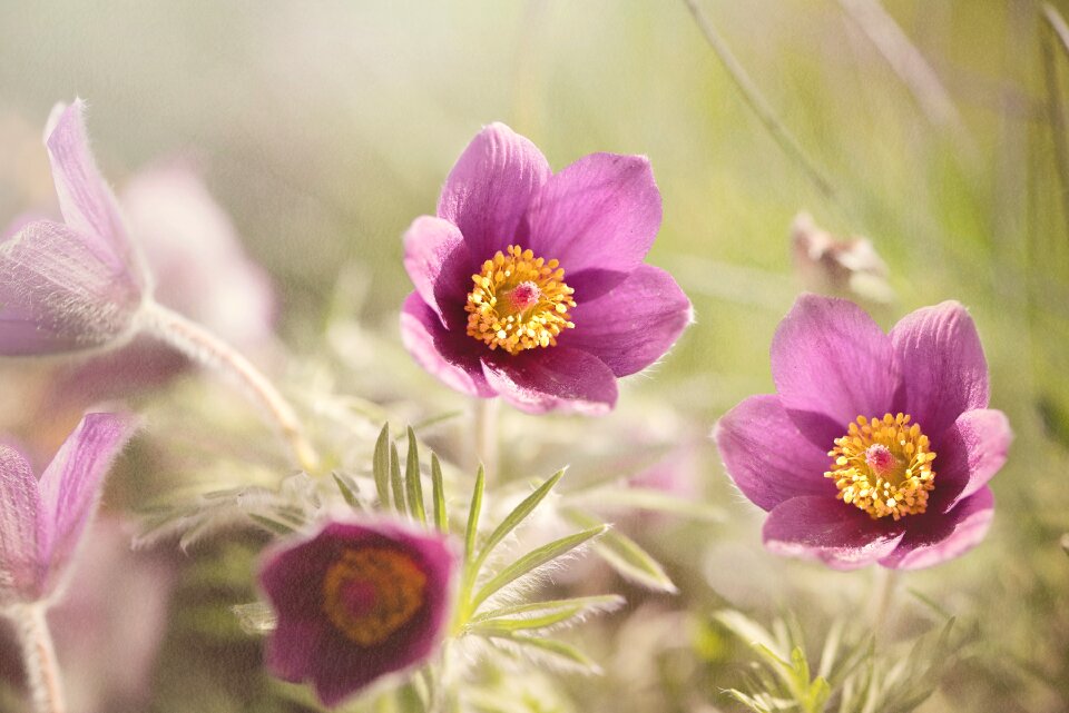 Plant spring flower blossom