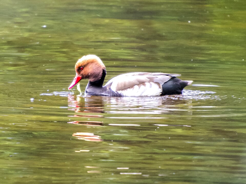 Water bird nature animal photo