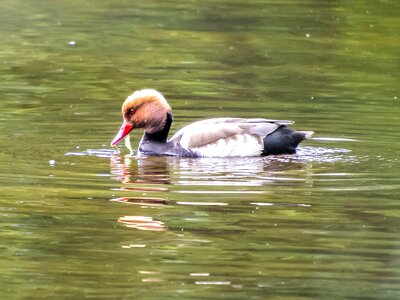 Water bird nature animal