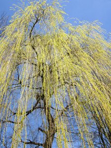 Branches spring gold photo