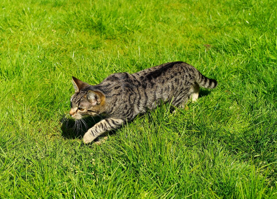 Young cat stalking grass