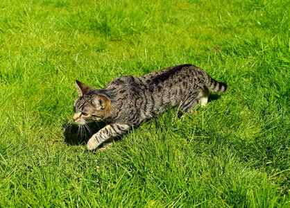Young cat stalking grass photo