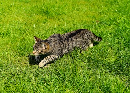 Young cat stalking grass