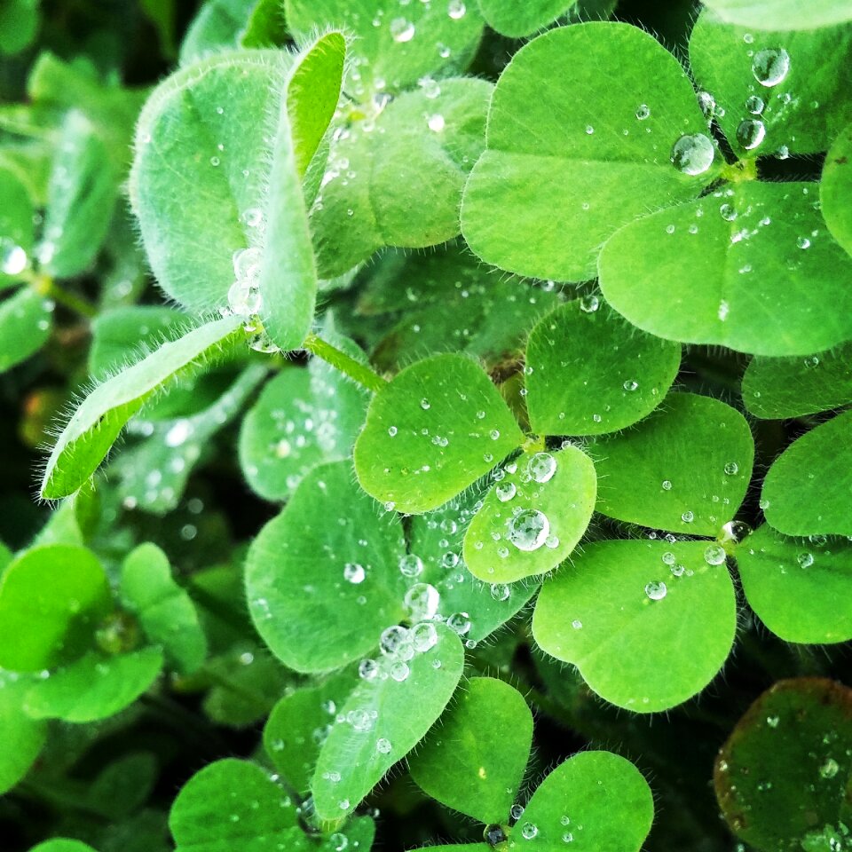 Plant close up red clover