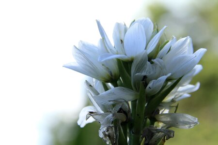 Small flower white petals photo