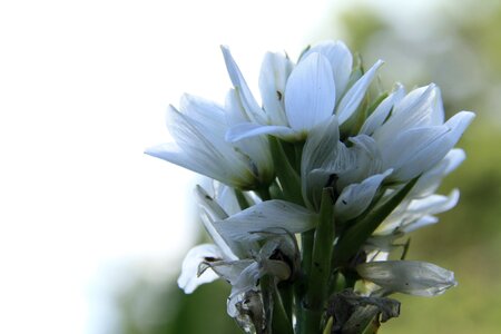 Small flower white petals