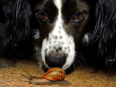 Animal sniff look photo