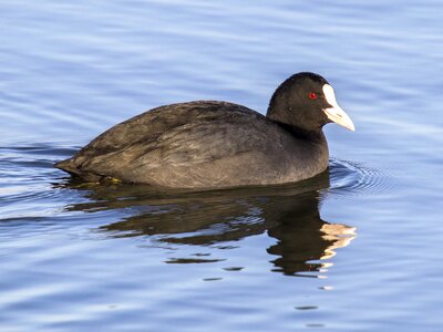 Bird nature animal