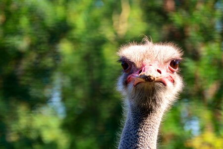 Bill flightless bird close up