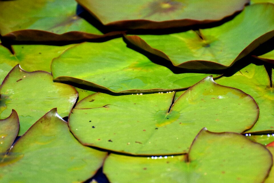 Nature lake rose garden pond