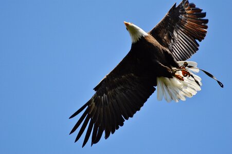 Bird of prey plumage feather photo