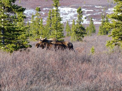 Wildlife alaska denali