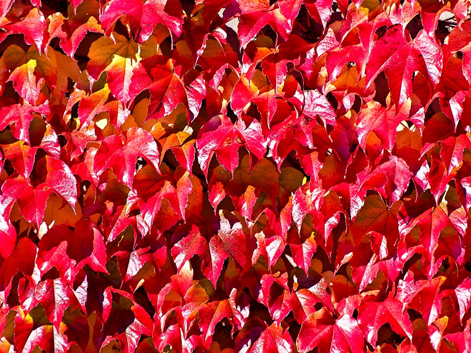 Leaves plant nature