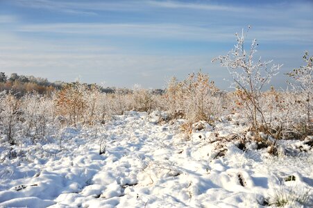 Snow hoarfrost trees photo