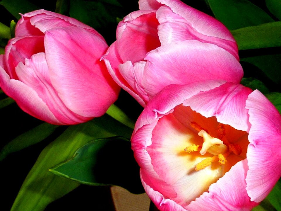 Spring spring impressions plant