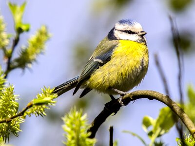 Songbird garden bird nature