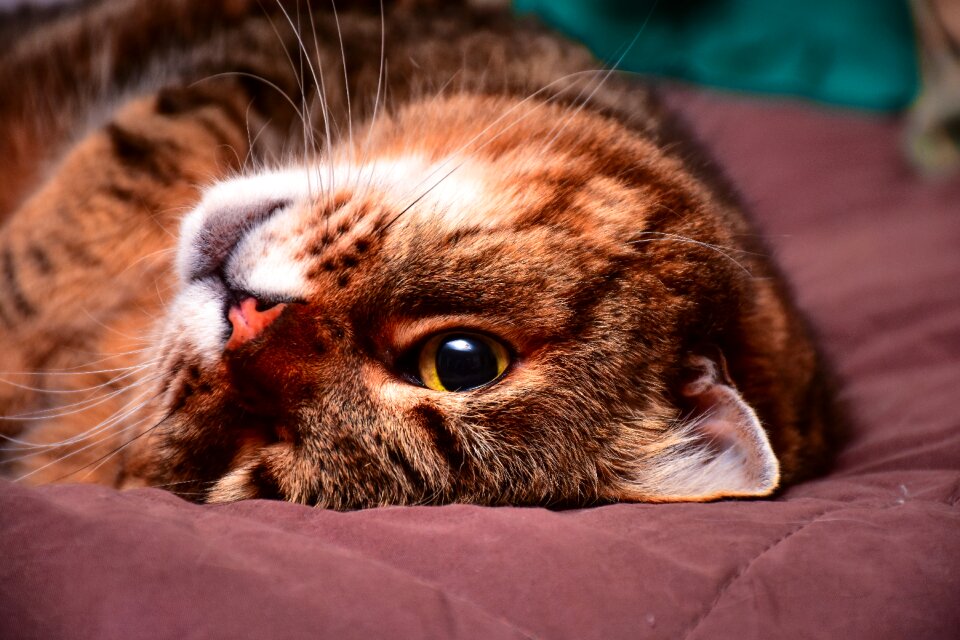 Animals felines pet