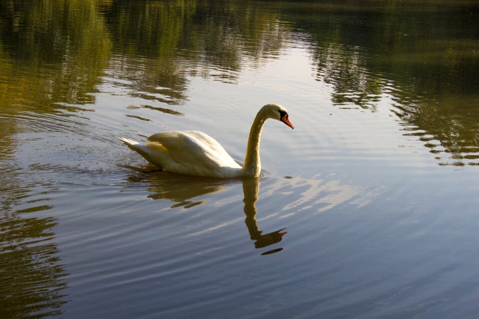 Water nature pond