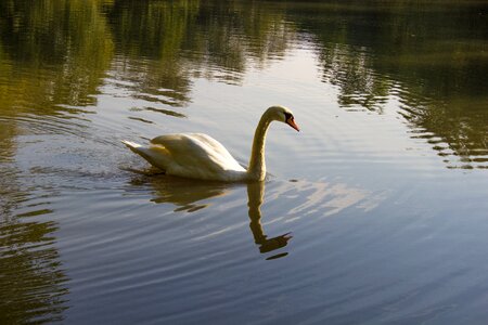 Water nature pond photo