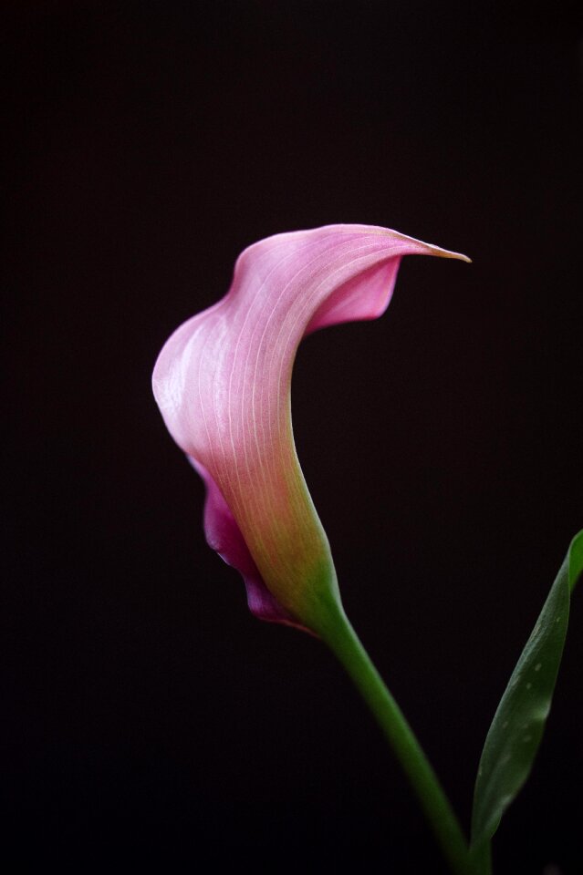 Calla lilly fresh