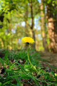 Nature yellow green