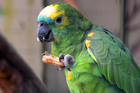 Colorful parrots plumage photo
