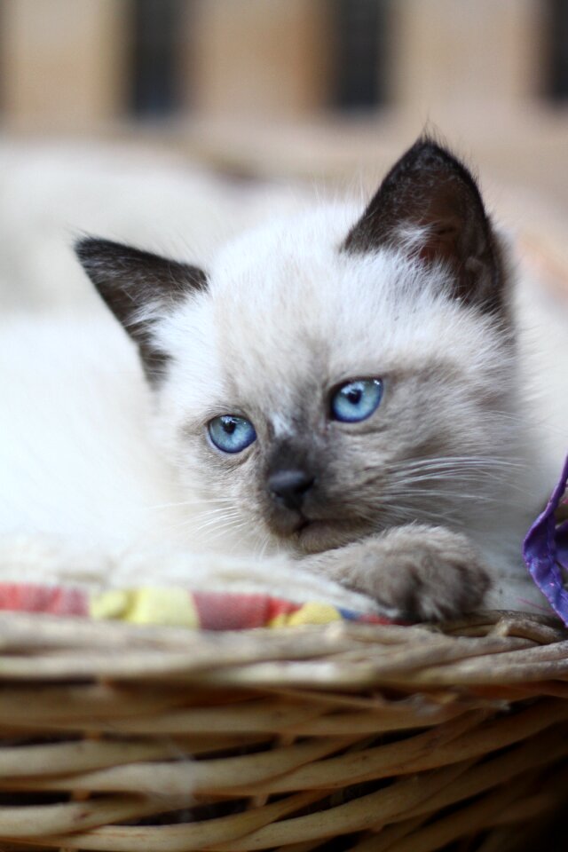 Head portrait cat