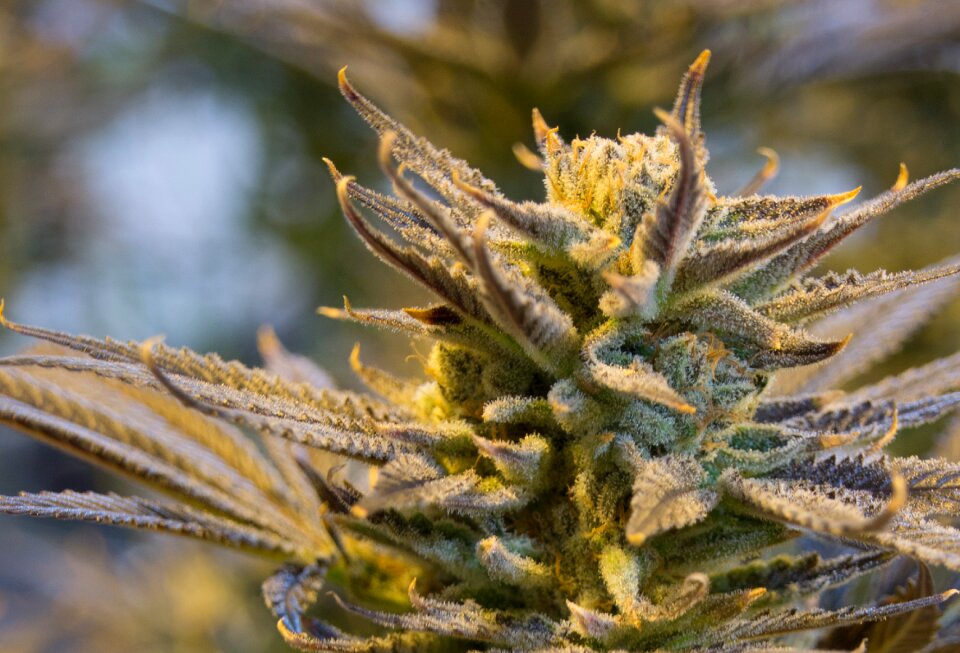 Marijuana drug plant