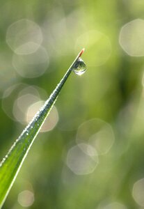 Green morning nature