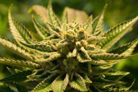 Marijuana drug plant photo