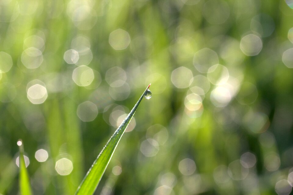 Green morning nature