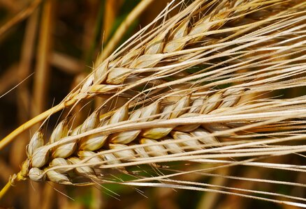 Grains awns barley
